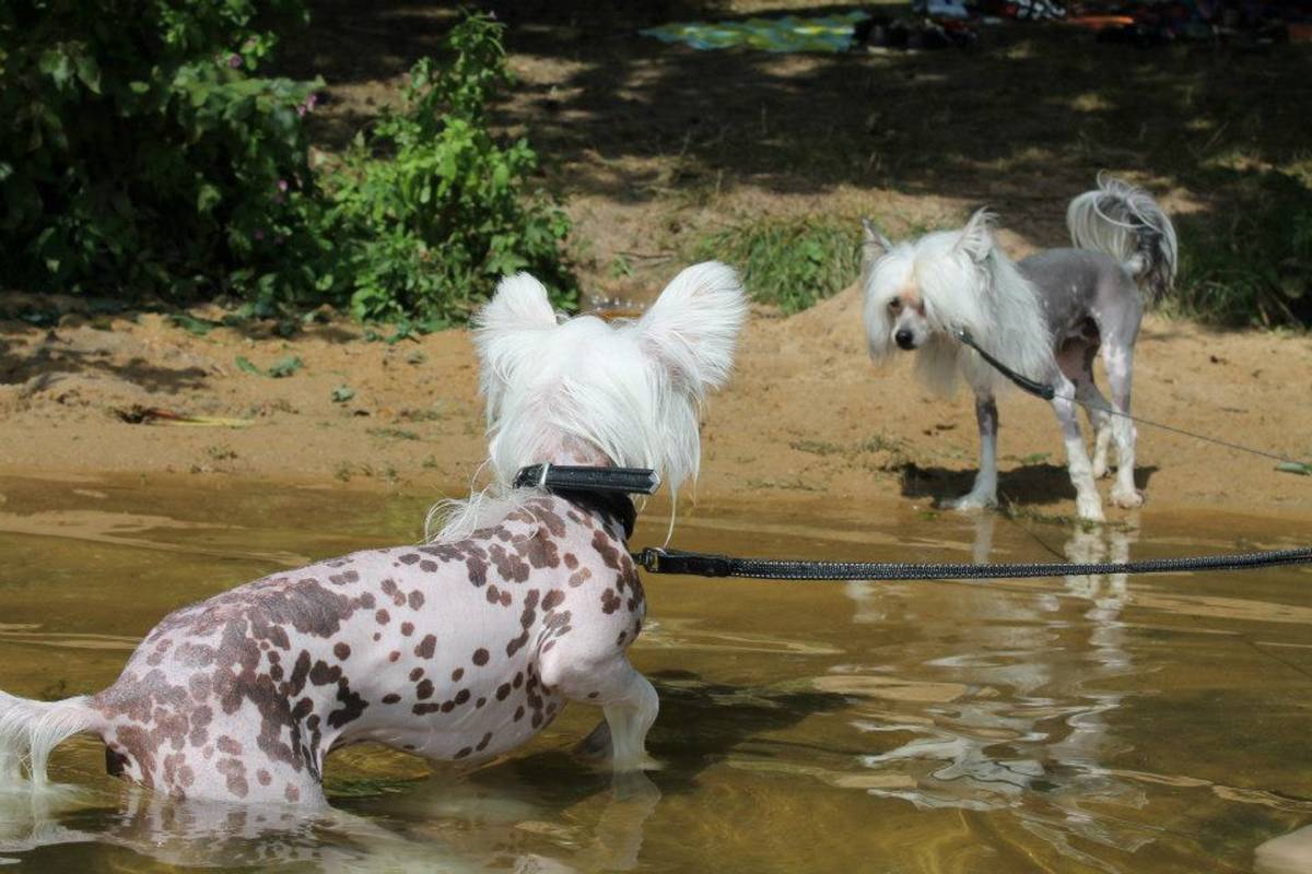 baden baden fkk vollmers hundefutter testberichte baden baden fkk vollmers hundefutter testberichte